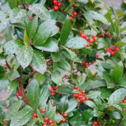 Падуб остролистный Камеллиифолия, 20-40 см.