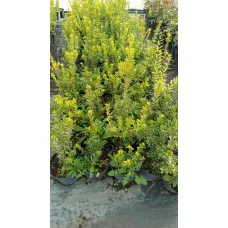 Падуб Максимовича Канехира, 50-70 см.