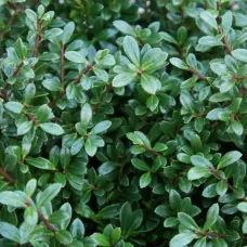 Падуб городчатый Стоукс, 60-80 см.