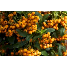 Пираканта ярко-красная Голден Чармер, 20-40 см.