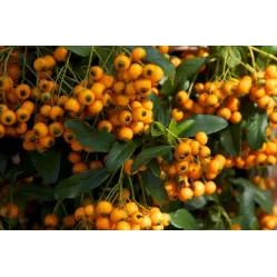 Пираканта ярко-красная Голден Чармер, 20-40 см.