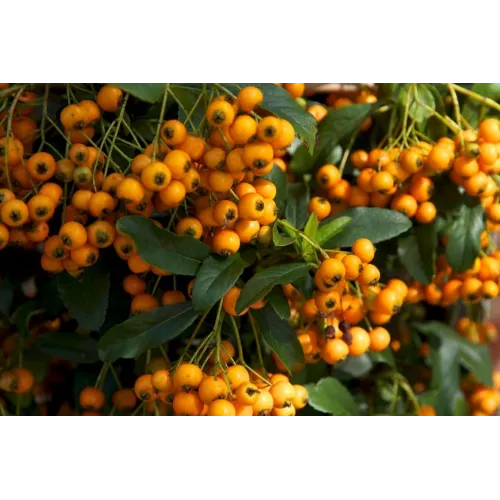 Пираканта ярко-красная Голден Чармер, 20-40 см.