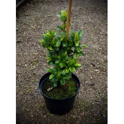 Пираканта ярко-красная Мохав, 20-30 см.