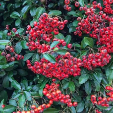 Пираканта ярко-красная Навахо вариегата, 80-100 см.