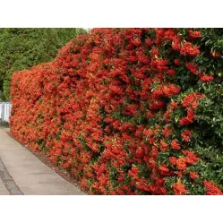 Пираканта ярко-красная Оранж Глоу, 20-40 см.