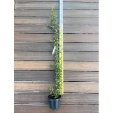 Пираканта гибридная Оранж Глоу, 120-130 см.