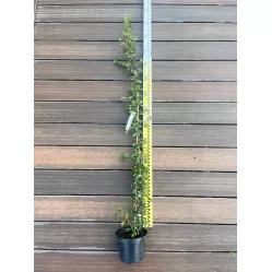 Пираканта гибридная Оранж Глоу, 120-130 см.