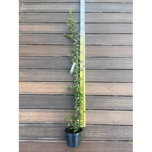 Пираканта гибридная Оранж Глоу, 120-130 см.