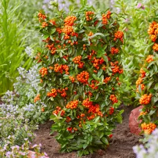 Пираканта ярко-красная Оранж Стар, 20-40 см.