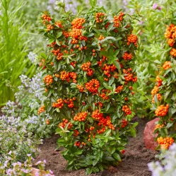 Пираканта ярко-красная Оранж Стар, 20-40 см.