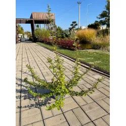 Пираканта ярко-красная Ред Кушион, 90-100 см.