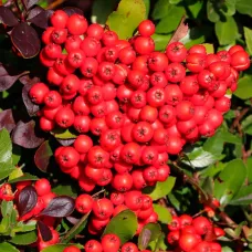 Пираканта ярко-красная Ред Кушо, 20-40 см.