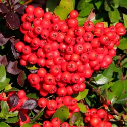 Пираканта ярко-красная Ред Кушо, 20-40 см.