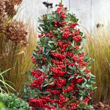 Пираканта ярко-красная Ред Стар, 20-40 см.