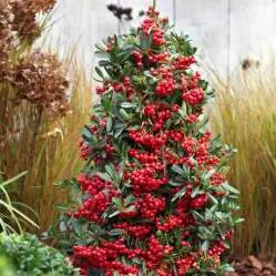 Пираканта ярко-красная Ред Стар, 20-40 см.