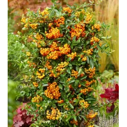 Пираканта ярко-красная Санни Стар, 20-40 см.