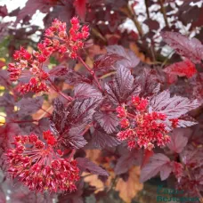 Пузыреплодник калинолистный Андре, 20-30 см.