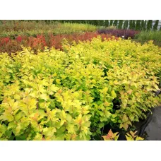Пузыреплодник калинолистный Дартс Голд, 20-30 см.