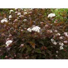 Пузыреплодник калинолистный Диабл Д'Ор, 20-30 см.