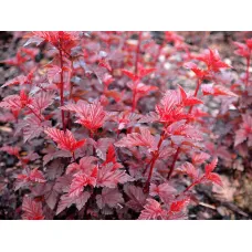 Пузыреплодник калинолистный Леди ин Ред, 20-30 см.