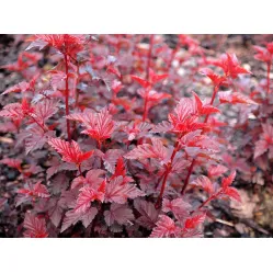 Пузыреплодник калинолистный Леди ин Ред, 20-30 см.