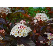Пузыреплодник калинолистный Литл Джокер, 20-30 см.