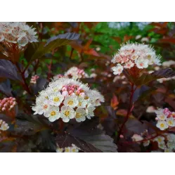 Пузыреплодник калинолистный Литл Джокер, 20-30 см.