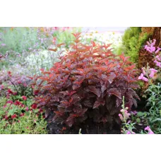 Пузыреплодник калинолистный Литтл Ангел, 20-30 см.