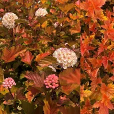 Пузыреплодник калинолистный Мэджик Болл, 20-30 см.