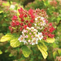 Пузыреплодник калинолистный Мэджикал Рэспберри Лимонад, 20-30 см.