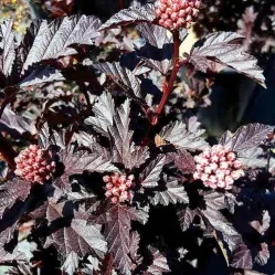 Пузыреплодник калинолистный Пантер, 20-30 см.