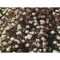 Пузыреплодник калинолистный Саммер Вайн, 20-30 см.