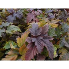 Пузыреплодник калинолистный Здеховице, 20-30 см.