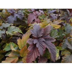 Пузыреплодник калинолистный Здеховице, 20-30 см.