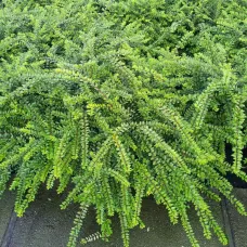 Жимолость блестящая Элегант, 20-30 см.