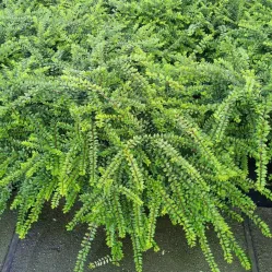 Жимолость блестящая Элегант, 20-30 см.