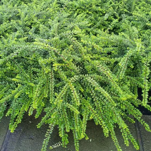 Жимолость блестящая Элегант, 20-30 см.