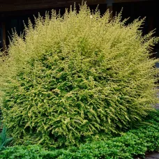 Жимолость блестящая Коппер Глоу, 20-30 см.