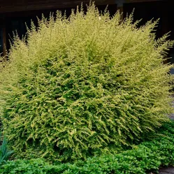 Жимолость блестящая Коппер Глоу, 20-30 см.