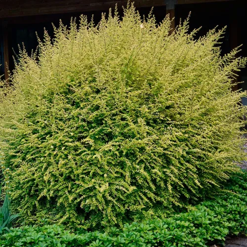 Жимолость блестящая Коппер Глоу, 20-30 см.