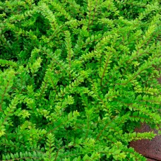 Жимолость блестящая Мейгрюн, 20-30 см.