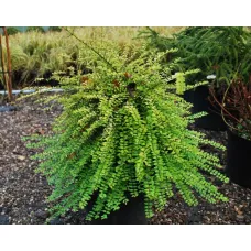 Жимолость блестящая Перпл Шторм, 20-30 см.