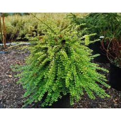 Жимолость блестящая Перпл Шторм, 20-30 см.