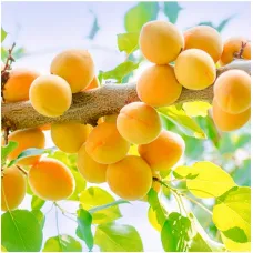 Абрикос Ананасный (Шалах)