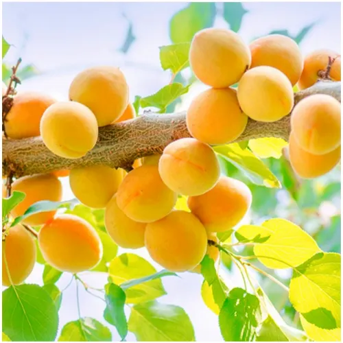 Абрикос Ананасный (Шалах)