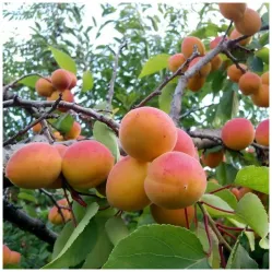 Абрикос Чашечка