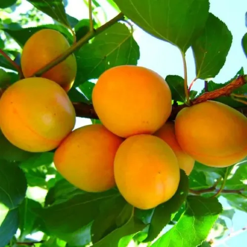 Абрикос Георгиевский