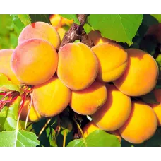 Абрикос Королевский