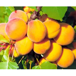 Абрикос Королевский