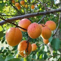 Абрикос Жердела